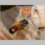 Osmia bicornis - Rote Mauerbiene 29.jpg